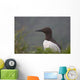 Common Murre On Saint Paul Island Wall Mural