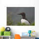Common Murre On Saint Paul Island Wall Mural