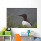Common Murre On Saint Paul Island Wall Mural