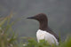 Common Murre On Saint Paul Island Wall Mural
