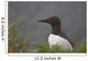 Common Murre On Saint Paul Island Wall Mural