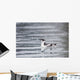 Marbled Murrelet With Winter Plumage Swimming During A Snowfall Wall Mural