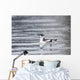 Marbled Murrelet With Winter Plumage Swimming During A Snowfall Wall Mural