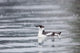 Marbled Murrelet With Winter Plumage Swimming During A Snowfall Wall Mural