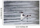 Marbled Murrelet With Winter Plumage Swimming During A Snowfall Wall Mural