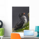 Parakeet Auklet Sitting In Green Vegetation On Ledge During Summer Wall Mural
