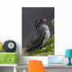 Parakeet Auklet Sitting In Green Vegetation On Ledge During Summer Wall Mural