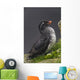 Parakeet Auklet Sitting In Green Vegetation On Ledge During Summer Wall Mural
