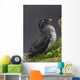Parakeet Auklet Sitting In Green Vegetation On Ledge During Summer Wall Mural