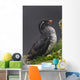 Parakeet Auklet Sitting In Green Vegetation On Ledge During Summer Wall Mural