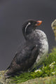 Parakeet Auklet Sitting In Green Vegetation On Ledge During Summer Wall Mural