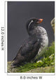 Parakeet Auklet Sitting In Green Vegetation On Ledge During Summer Wall Mural