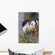 Horned Puffin Gathering Nest Material To Line Its Burrow Wall Mural