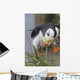Horned Puffin Gathering Nest Material To Line Its Burrow Wall Mural