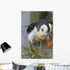 Horned Puffin Gathering Nest Material To Line Its Burrow Wall Mural