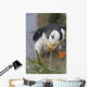 Horned Puffin Gathering Nest Material To Line Its Burrow Wall Mural