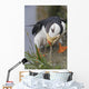 Horned Puffin Gathering Nest Material To Line Its Burrow Wall Mural