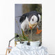 Horned Puffin Gathering Nest Material To Line Its Burrow Wall Mural