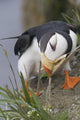 Horned Puffin Gathering Nest Material To Line Its Burrow Wall Mural