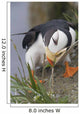 Horned Puffin Gathering Nest Material To Line Its Burrow Wall Mural