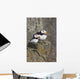 Horned Puffin Pair Perched On A Cliff Ledge During Summer Wall Mural
