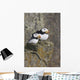 Horned Puffin Pair Perched On A Cliff Ledge During Summer Wall Mural
