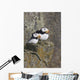 Horned Puffin Pair Perched On A Cliff Ledge During Summer Wall Mural