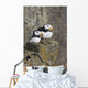 Horned Puffin Pair Perched On A Cliff Ledge During Summer Wall Mural