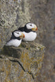 Horned Puffin Pair Perched On A Cliff Ledge During Summer Wall Mural