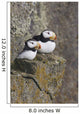 Horned Puffin Pair Perched On A Cliff Ledge During Summer Wall Mural