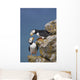 Horned Puffin Pair Perched On Rock Ledge With The Blue Bering Sea Wall Mural