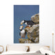 Horned Puffin Pair Perched On Rock Ledge With The Blue Bering Sea Wall Mural