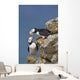 Horned Puffin Pair Perched On Rock Ledge With The Blue Bering Sea Wall Mural