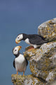 Horned Puffin Pair Perched On Rock Ledge With The Blue Bering Sea Wall Mural