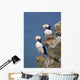 Horned Puffin Pair Perched On Rock Ledge With The Blue Bering Sea Wall Mural