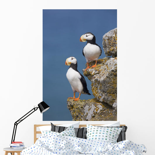 Horned Puffin Pair Perched On Rock Ledge With The Blue Bering Sea Wall Mural