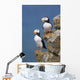 Horned Puffin Pair Perched On Rock Ledge With The Blue Bering Sea Wall Mural