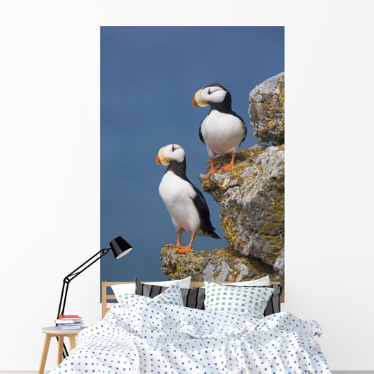Horned Puffin Pair Perched On Rock Ledge With The Blue Bering Sea Wall Mural