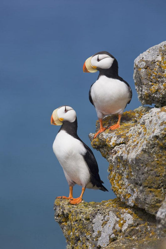 Horned Puffin Pair Perched On Rock Ledge With The Blue Bering Sea Wall Mural