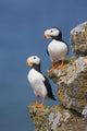Horned Puffin Pair Perched On Rock Ledge With The Blue Bering Sea Wall Mural