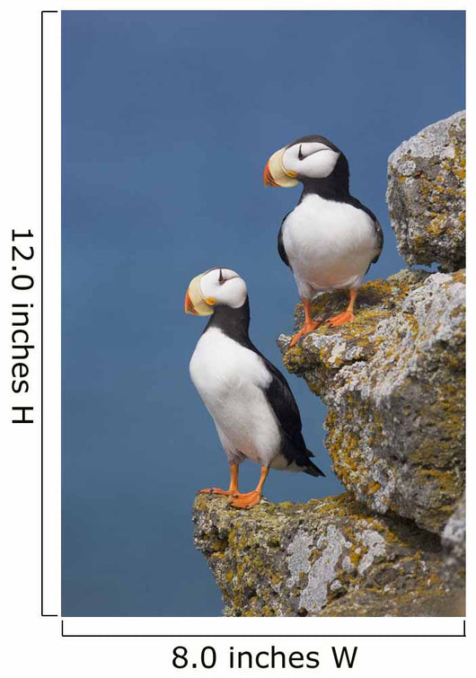 Horned Puffin Pair Perched On Rock Ledge With The Blue Bering Sea Wall Mural