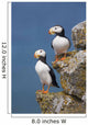 Horned Puffin Pair Perched On Rock Ledge With The Blue Bering Sea Wall Mural