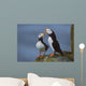 Horned Puffin Pair On Ledge With One Calling In Courtship Display Wall Mural