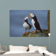 Horned Puffin Pair On Ledge With One Calling In Courtship Display Wall Mural