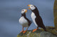 Horned Puffin Pair On Ledge With One Calling In Courtship Display Wall Mural