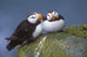 Horned Puffin Pair Perched On Ledge Wall Mural