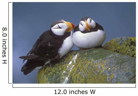 Horned Puffin Pair Perched On Ledge Wall Mural