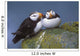 Horned Puffin Pair Perched On Ledge Wall Mural
