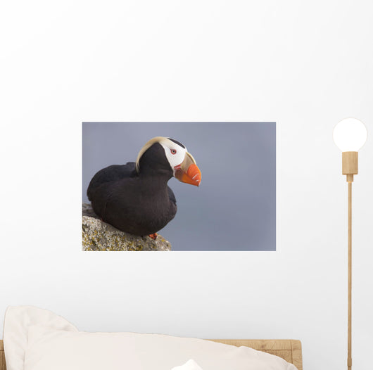 Tufted Puffin Perched On Rock Ledge Wall Mural