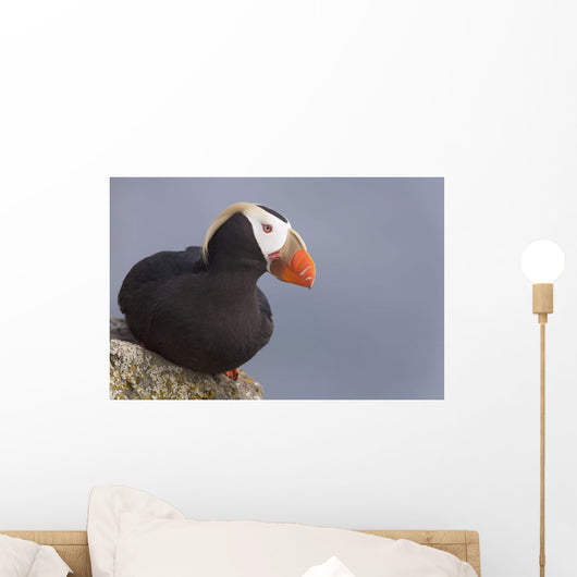 Tufted Puffin Perched On Rock Ledge Wall Mural